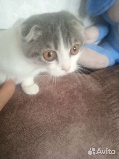 Котята шотланские