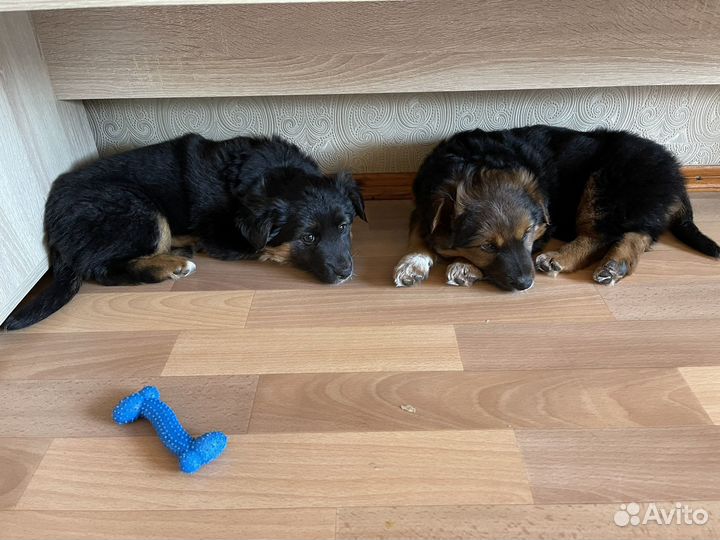 Собаки в дар