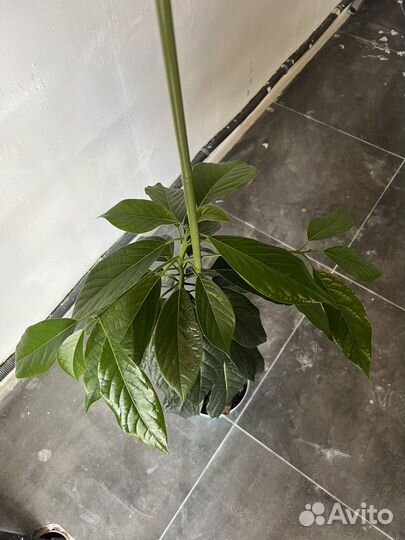 Авокадо растение