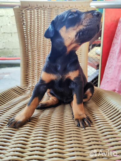 Щенки добермана