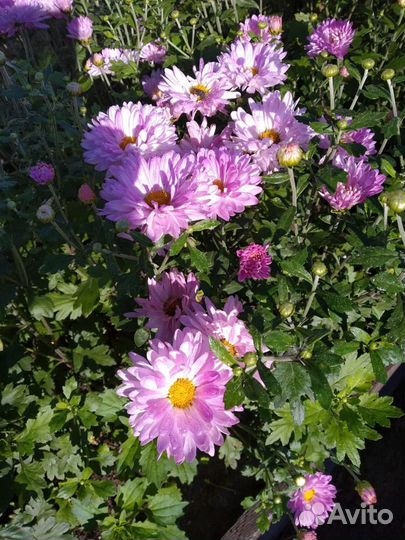 Хризантемы