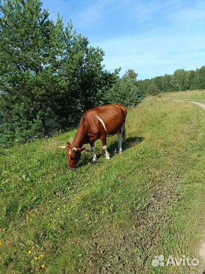 Айширская корова