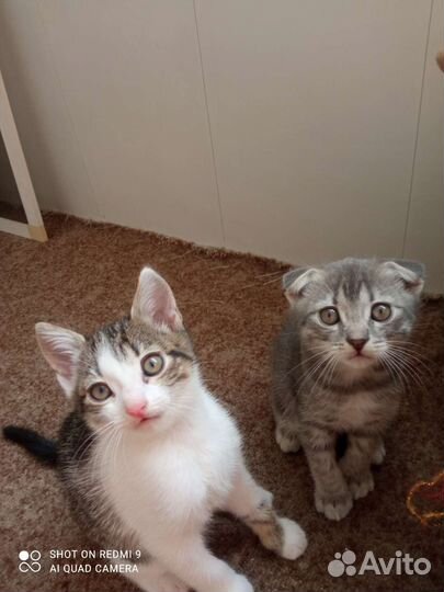 Котята в добрые руки