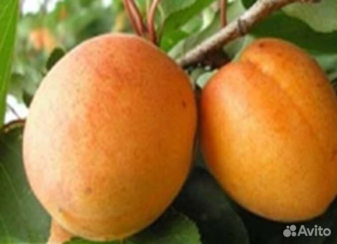 Черенки для прививки