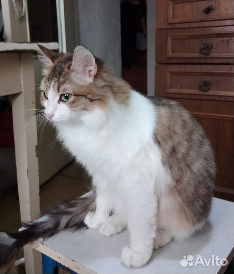 Кот