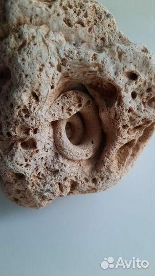 Камень Аммонит