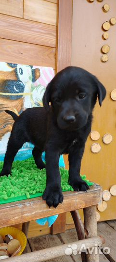 Щенки лабрадора