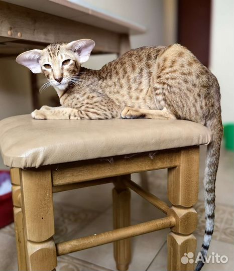 Ориентальные котята