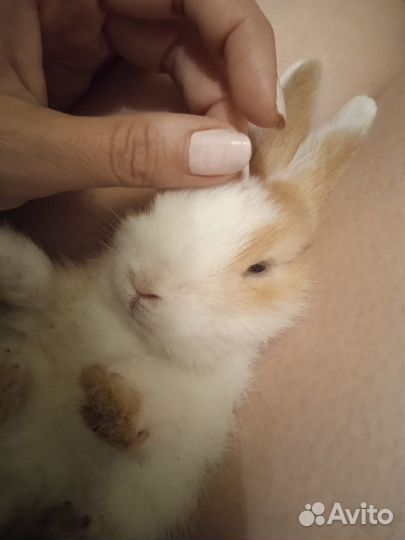 Декоративные карликовые кролики