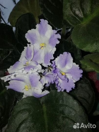 Цветы комнатные