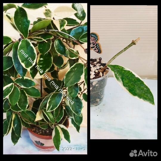 Антуриум Хойи Акута 997 Карноза Обовата Кримсон Сп