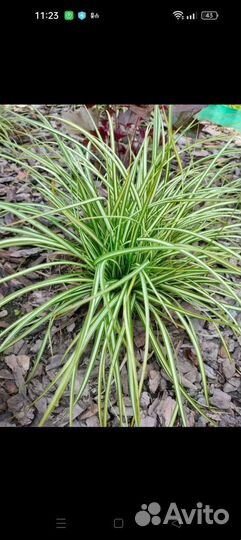 Многолетки