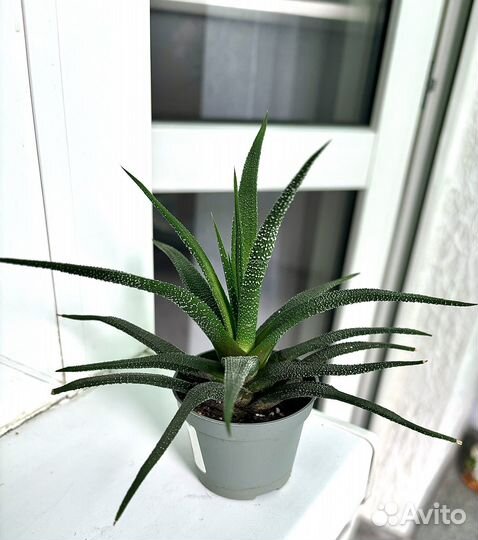 Хавотия Радула,терковидная