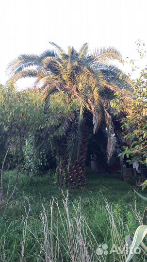 Финиковая пальма