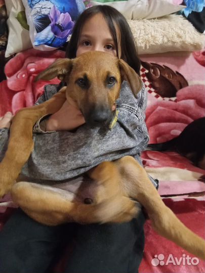 Щенок девочка в добрые руки бесплатно