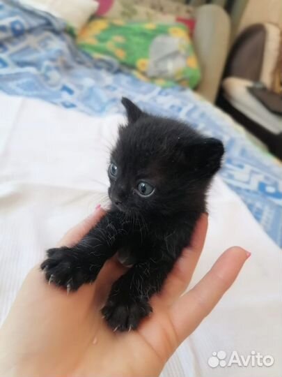 Курильский бобтейл