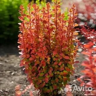 Саженцы барбариса оранж санрайз