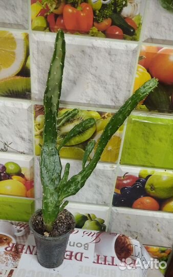 Кактус вариегатный без колючек