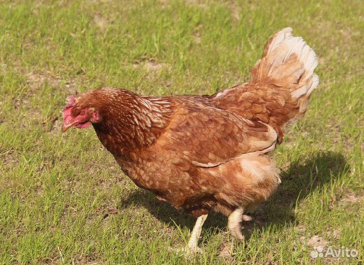 Куры несушки Ломан браун