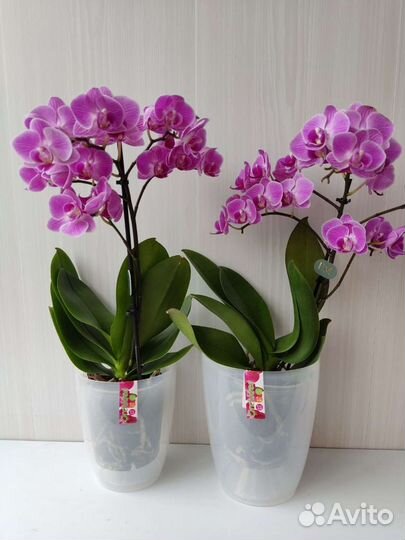 Кашпо для цветов Орхидея