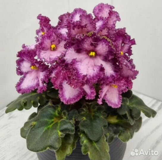 Сортовые фиалки мини