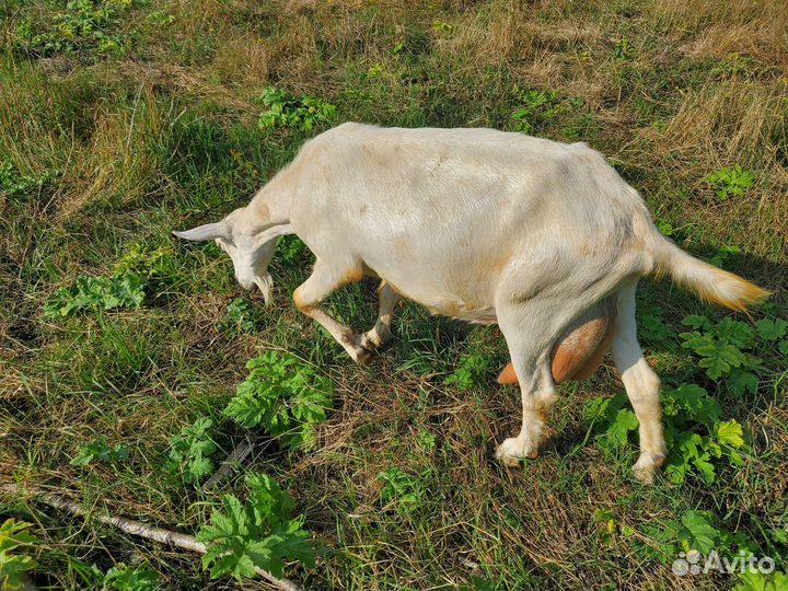 Продам козье молоко