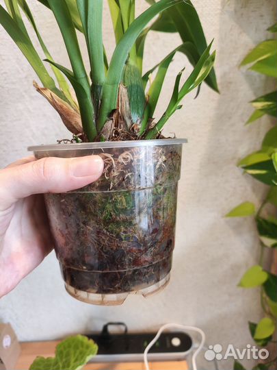 Орхидея брассия