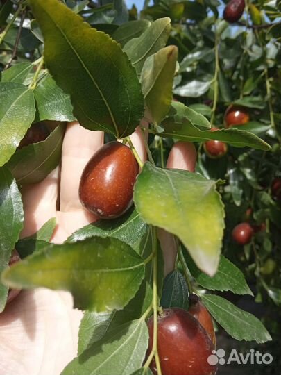 Китайский финик,унаби