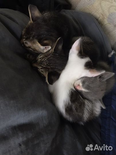 Котята в добрые руки