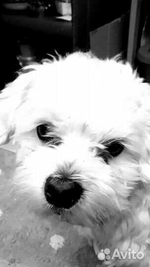 Мальтезе вязка мальчик