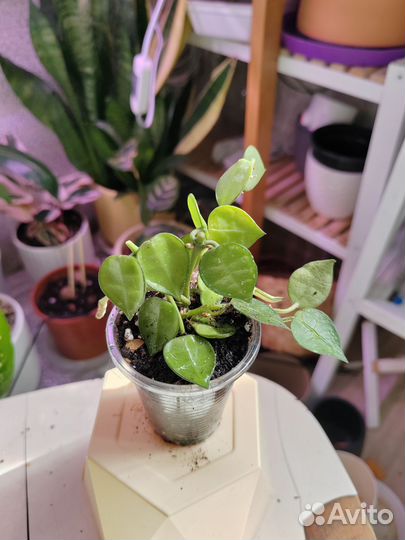 Хойи кримсон квин, лакуноза