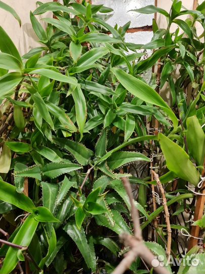 Каланхое лечебное золотой ус хлорофитум