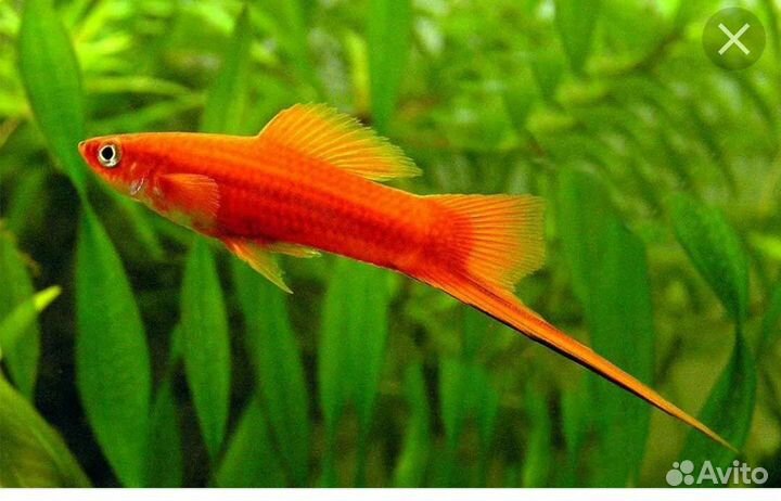 Рыбки Гуппи Меченосцы Моллинезии Сомики