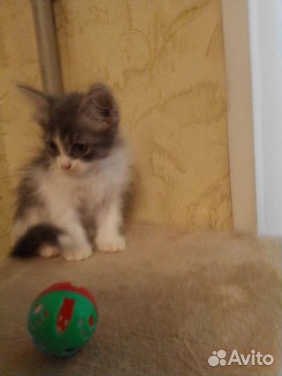 Котенок в добрые руки