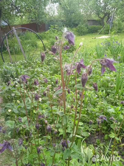 Маргаритки рассада, хоста, аквилегия