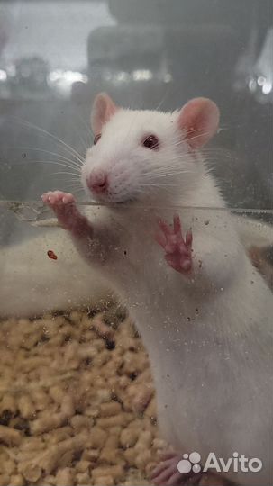 Крыса домашняя