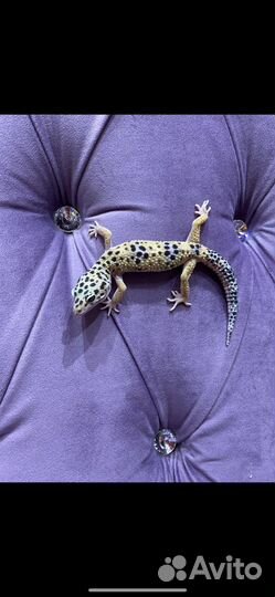 Ящерица эублефар