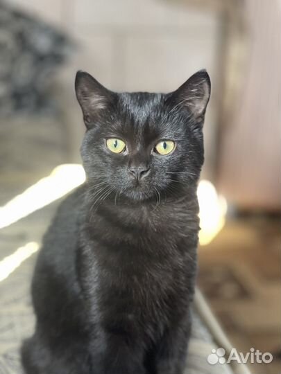 Отдам в добрые руки