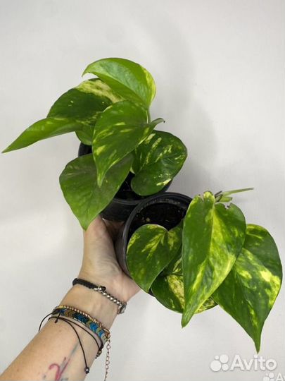 Сциндапсусы эпипремнумы