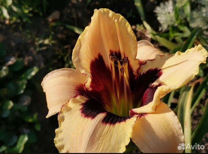 Коллекцонные сорта лилейников