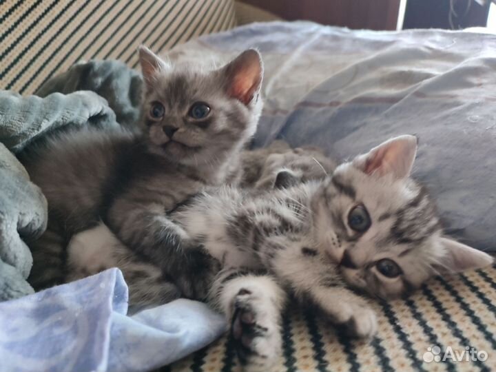 Кошки в добрые руки породистые