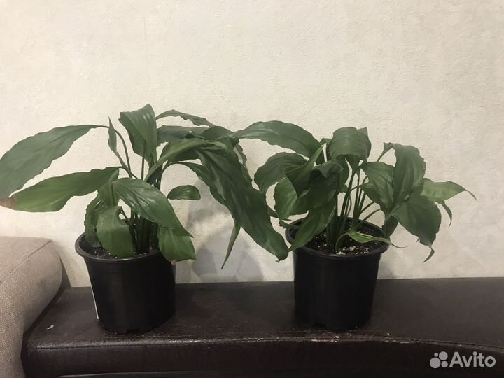 Комнатные растения