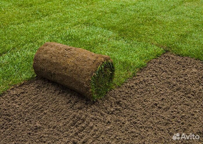 Рулонный газон