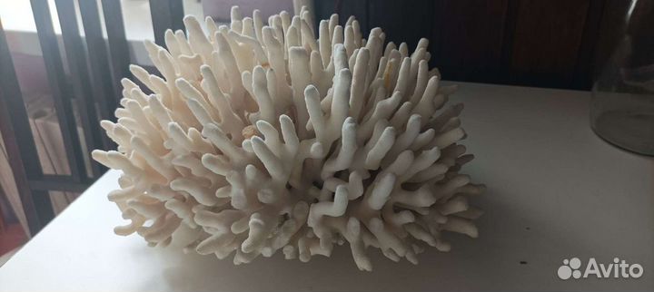 Настоящий большой коралл