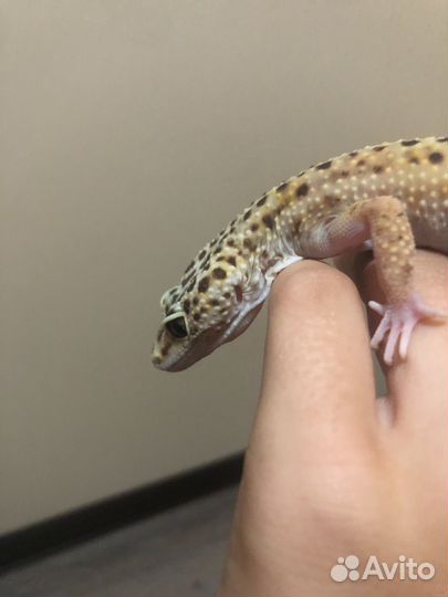 Геккон эублефар самка