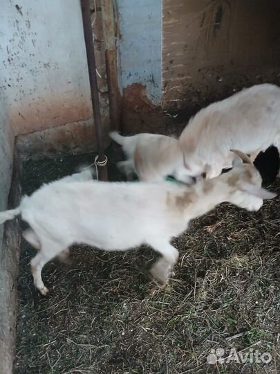 Поросенок ландрас