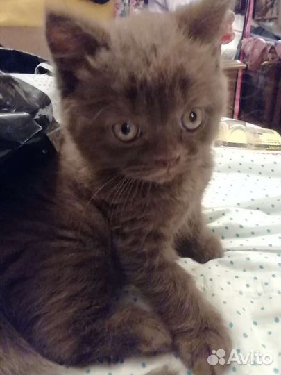 Котенок мальчик шотланский