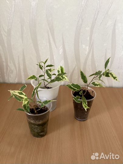 Фикус бенджамина пестролистный