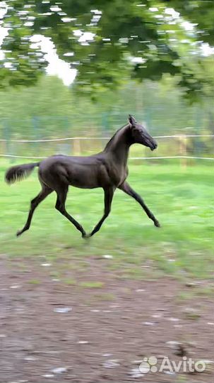Ахалтекинский жеребец