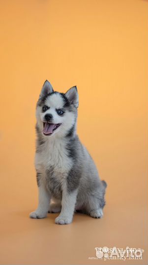 Фотограф анималист